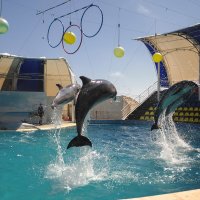 Дельфины учатся летать! :: ИриSка &