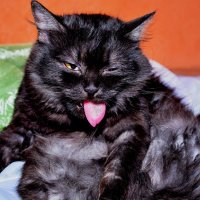 Купание черного кота)) :: Ксения Хорошилова