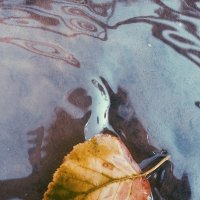 Лист и вода. :: Анастасия Теличко