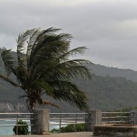 Какой большой ветер напал на наш остров.... :: Нина Ковзель