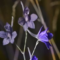 Синие цветы :: Татьяна 