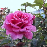Free Spirit Rose,флорибунда :: Сергей Мягченков