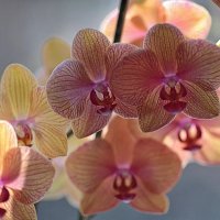 Орхидея :: Вячеслав 