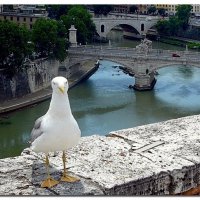 Италия, Рим, мосты, чайка :: Наталья (Nata-Cygan) Цыганова