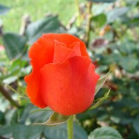 Роза оранжевая :: laana laadas