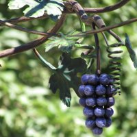 Кованный виноград :: Marina Timoveewa