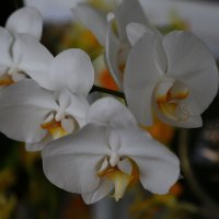 Белая орхидея :: Виталий Житков