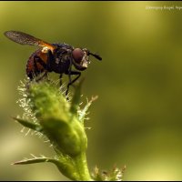 Роса и муха :: Андрей Черненко