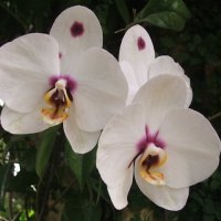 Орхидеи :: susanna vasershtein