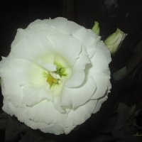 Эустома (альпийская роза) :: Анна Бойнегри