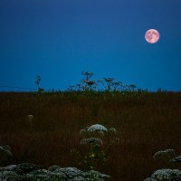 Розовая луна. :: Vladimir Kraft
