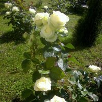 Чайно-гибридные розы :: ирина Пронина