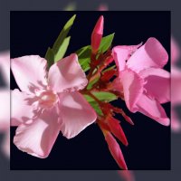 Болгарские цветы 4 :: Владимир Хатмулин