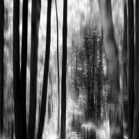 В лесу после дождя. :: Валерий Молоток
