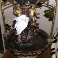 Домашний фонтанчик - попугайский душ! :: Александр Скамо