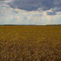 Хлебное поле :: Тарас Грушивский