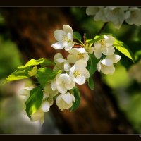 Яблоня цветёт :: Валерий Ушаков