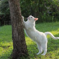 Из жизни белого кота. 2. :: Larisa Gavlovskaya