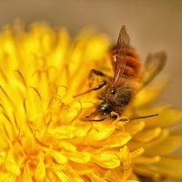 Ещё одна конкурентка - Красная пчела-каменщица :: Юрий Митенёв