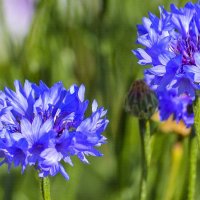 Голубые цветы :: юрий Амосов