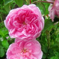 Розовые розы :: Татьяна Лютаева