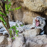 Белый тигр. :: Олег Помогайбин
