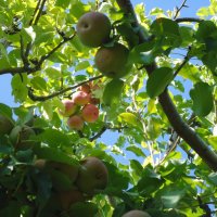 Яблочный урожай :: Ирина 
