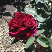 Английская роза "Фальстаф" :: super-krokus.tur ( Наталья )