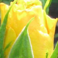 Роза лимонного цвета :: галина 