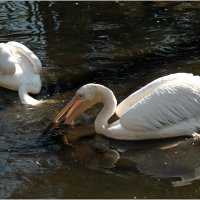 Пеликаны *** Тhe pelicans :: Александр Борисов