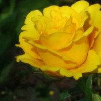 Солнечная роза :: галина 
