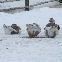 Три весёлых гуся (Суздаль) :: Anton Сараев