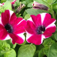 Petunia Bicolor Cabernet Cascade :: laana laadas