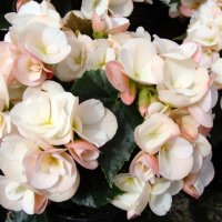 Begonia ×hiemalis Fotsch " WHITE BLUSH " :: laana laadas
