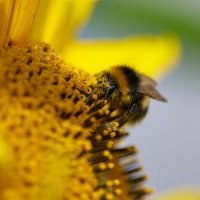 Bumblebee :: Георгий Муравьев
