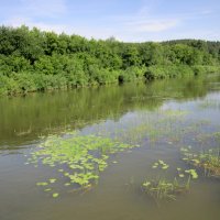 Вдоль реки зацветают кувшинки . :: Мила Бовкун