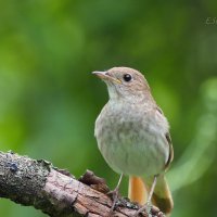 Обыкновенный соловей, или восточный соловей - Luscinia luscinia :: Евгений 