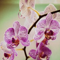 Орхидея :: Вероника Мякота