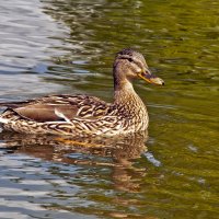 The Duck swims :: Roman Ilnytskyi