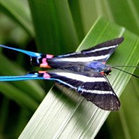 Тропическая бабочка :: Елена Шемякина