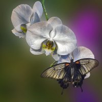 Орхидеи и бабочка. :: Эдуард Пиолий