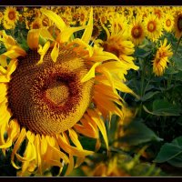 цветок винсента ван-гога :: мирон щудло