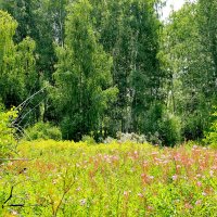 Поляна :: Александр Садовский