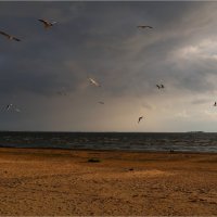 Чайки над заливом... :: Ирэн 