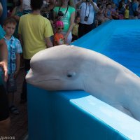 Ейский дельфинарий.Белый кит Элька. :: Геннадий Кудинов