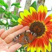 красивая бабочка у подсолнуха! :: Ольга Демченко