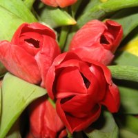 Тюльпаны :: laana laadas