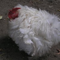 Китайская шелковая курица :: busik69 