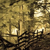 старый забор в лесу :: Юлия Чорнявская