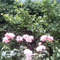 розы нежно- розового цвета автора  lotos 5 :: Valentina Lujbimova [lotos 5]